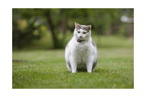 Lire la suite à propos de l’article Comment gérer un surpoids chez le chat ?