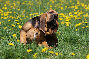 Lire la suite à propos de l’article Les allergies chez le chien et le chat