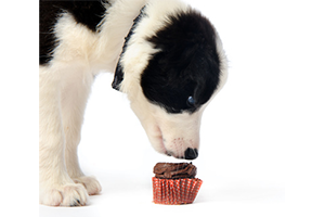 Lire la suite à propos de l’article Saviez-vous que le chocolat est toxique pour votre chien ?