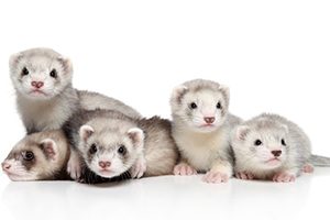 Lire la suite à propos de l’article La vaccination du furet