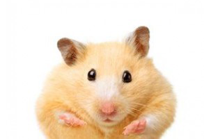 Lire la suite à propos de l’article Présentation du hamster