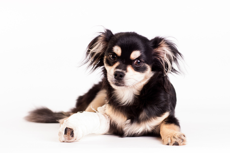 Lire la suite à propos de l’article Les fractures du chien