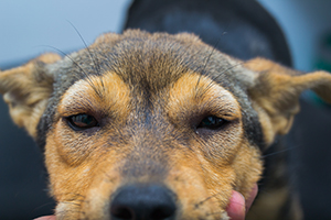 Lire la suite à propos de l’article L’Œdème de Quincke ou urticaire facial chez le chien