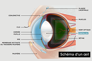 Lire la suite à propos de l’article Les urgences oculaires